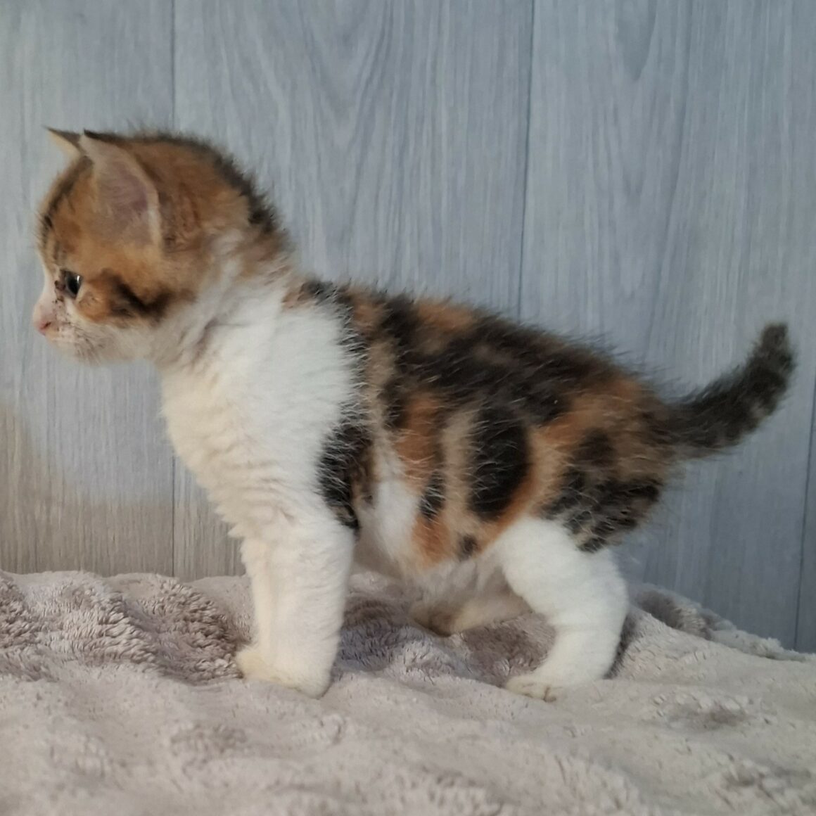 BULLE – Chaton Réservée