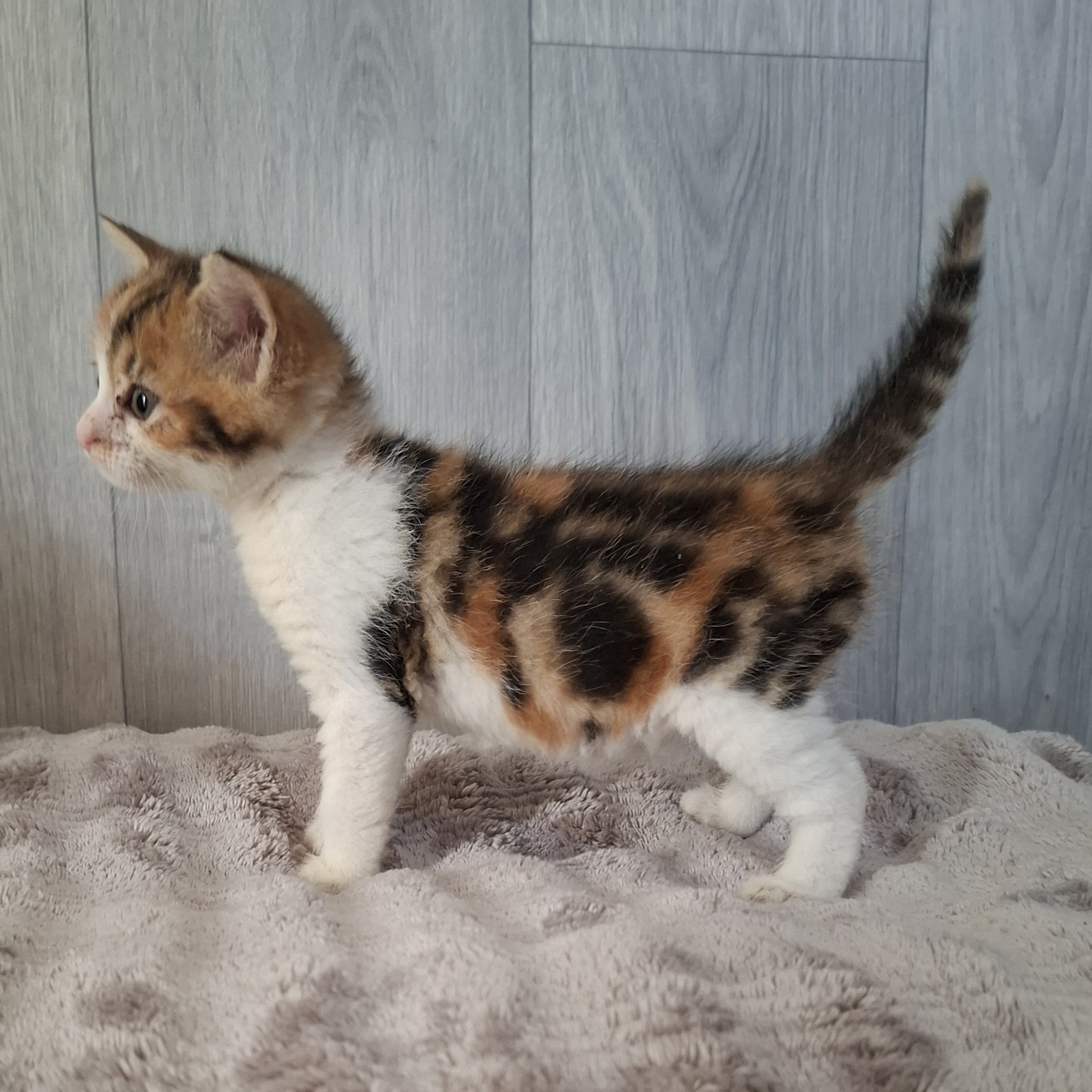 BULLE – Chaton adoptée