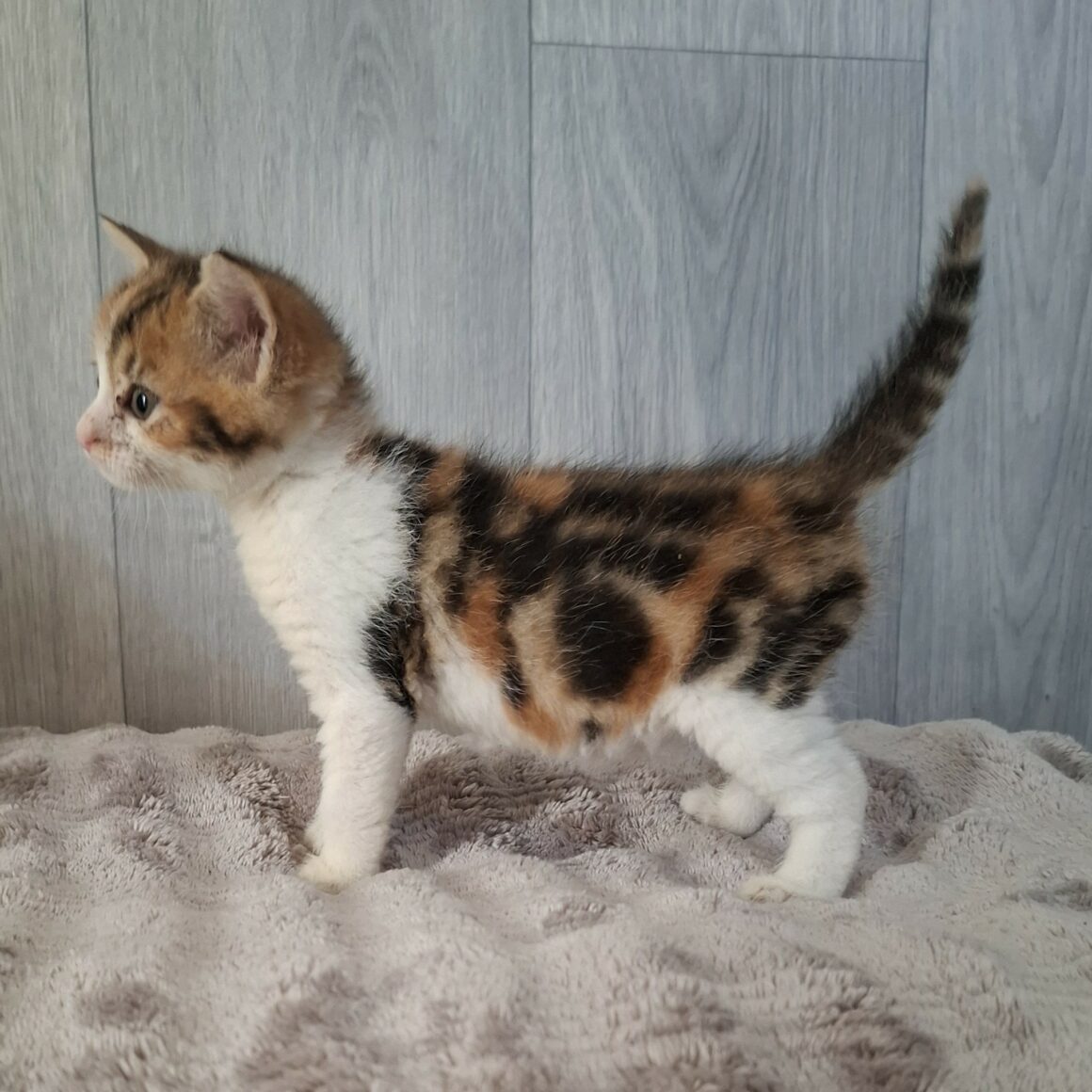 BULLE – Chaton Réservée
