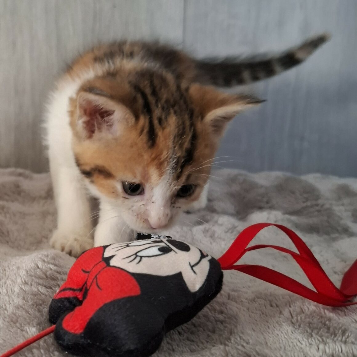 BULLE – Chaton Réservée