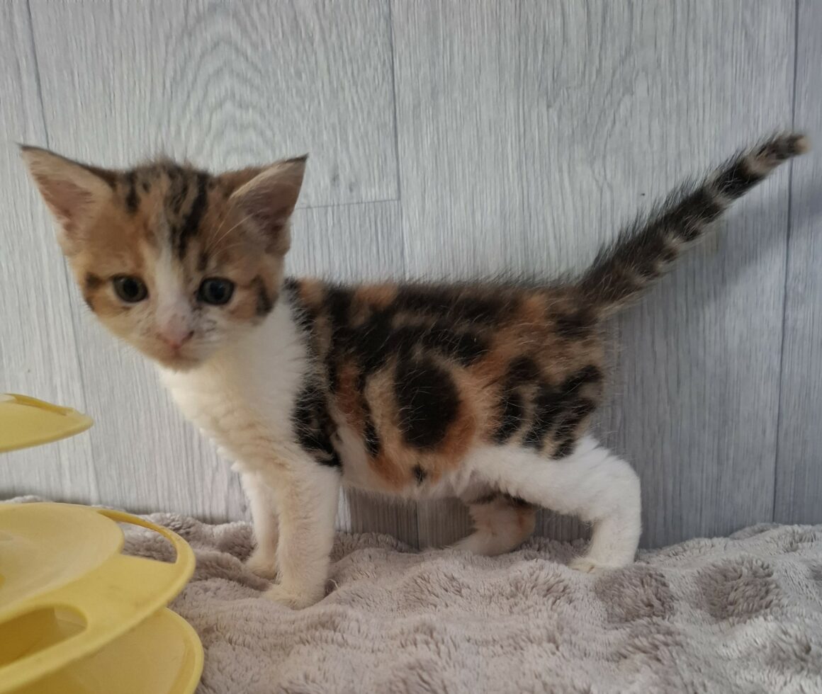 BULLE – Chaton Réservée