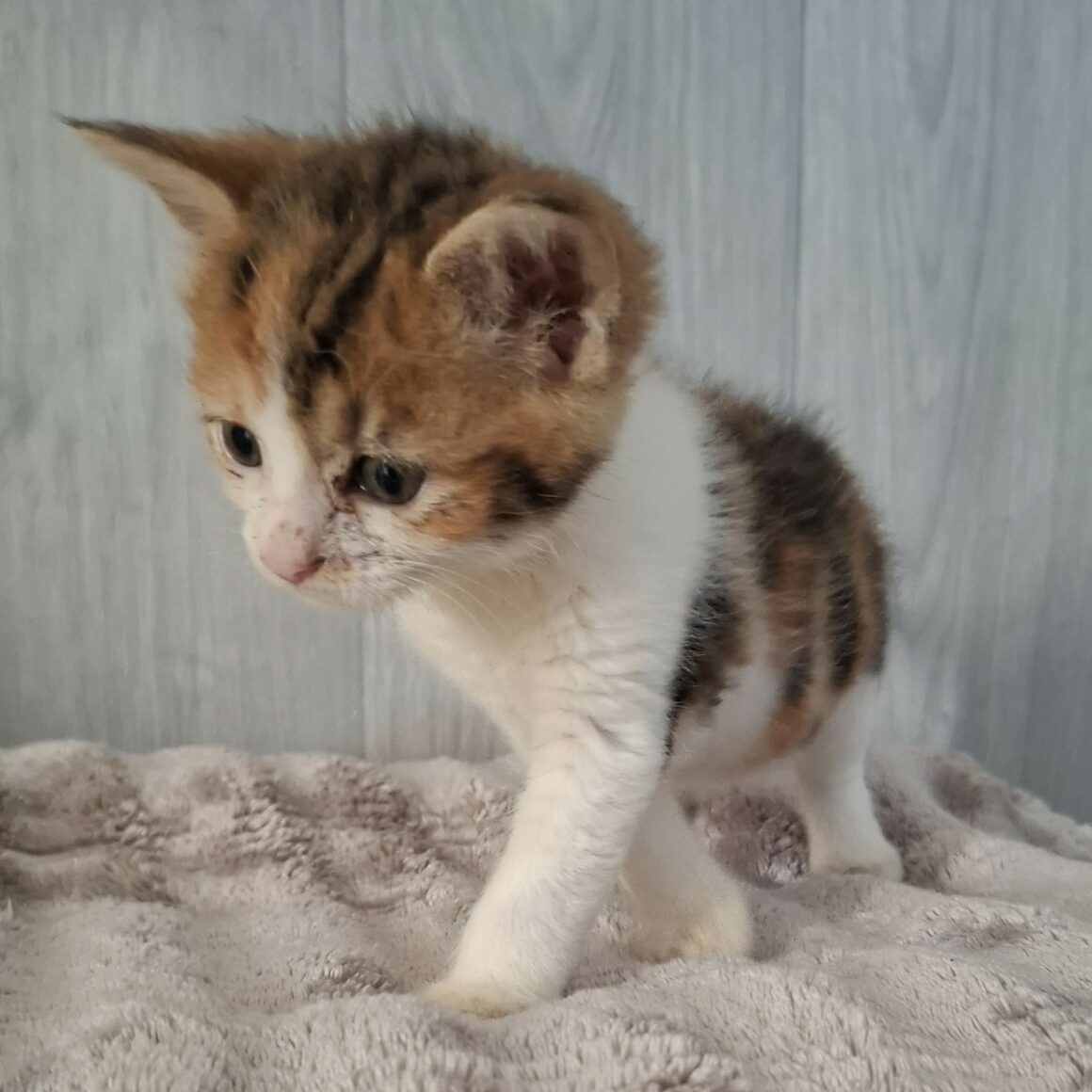 BULLE – Chaton Réservée