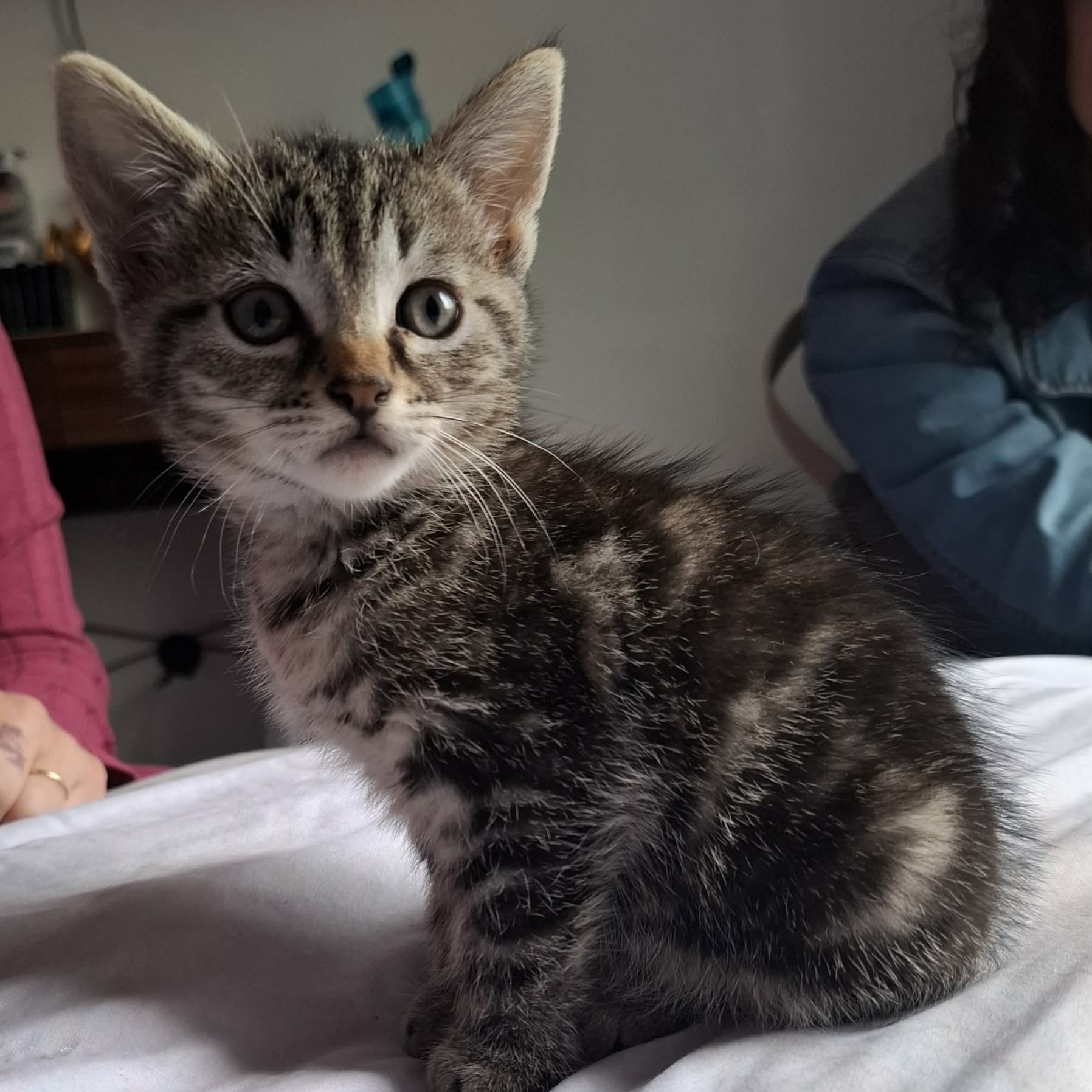 BUNNY – chaton