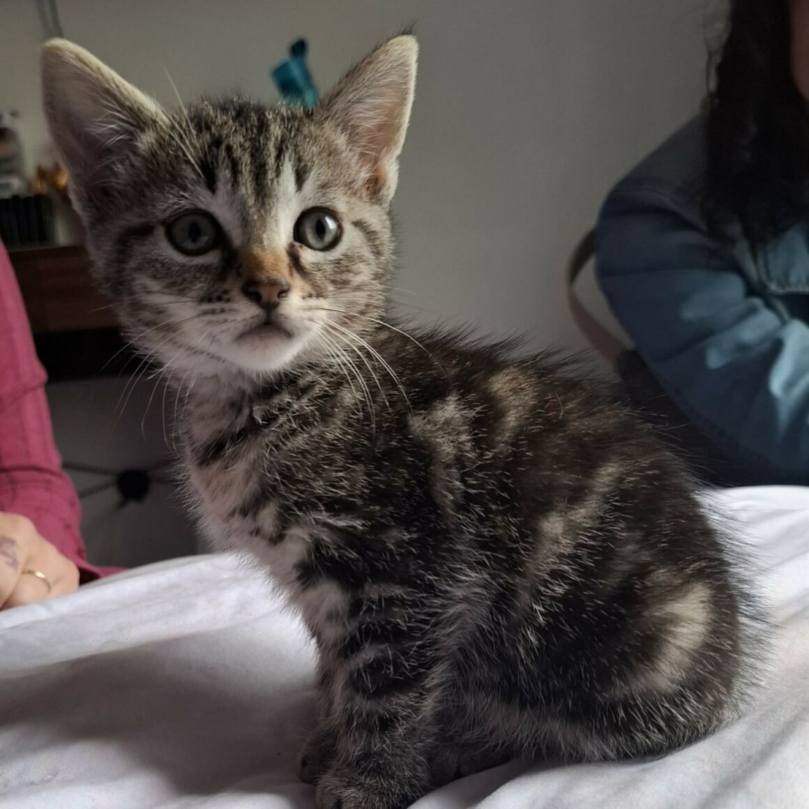 BUNNY – chaton