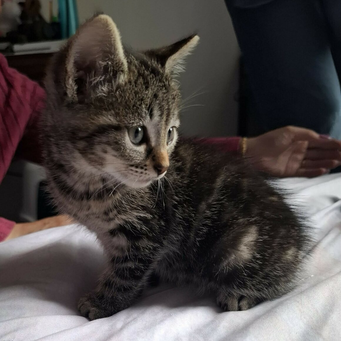 BUNNY – chaton