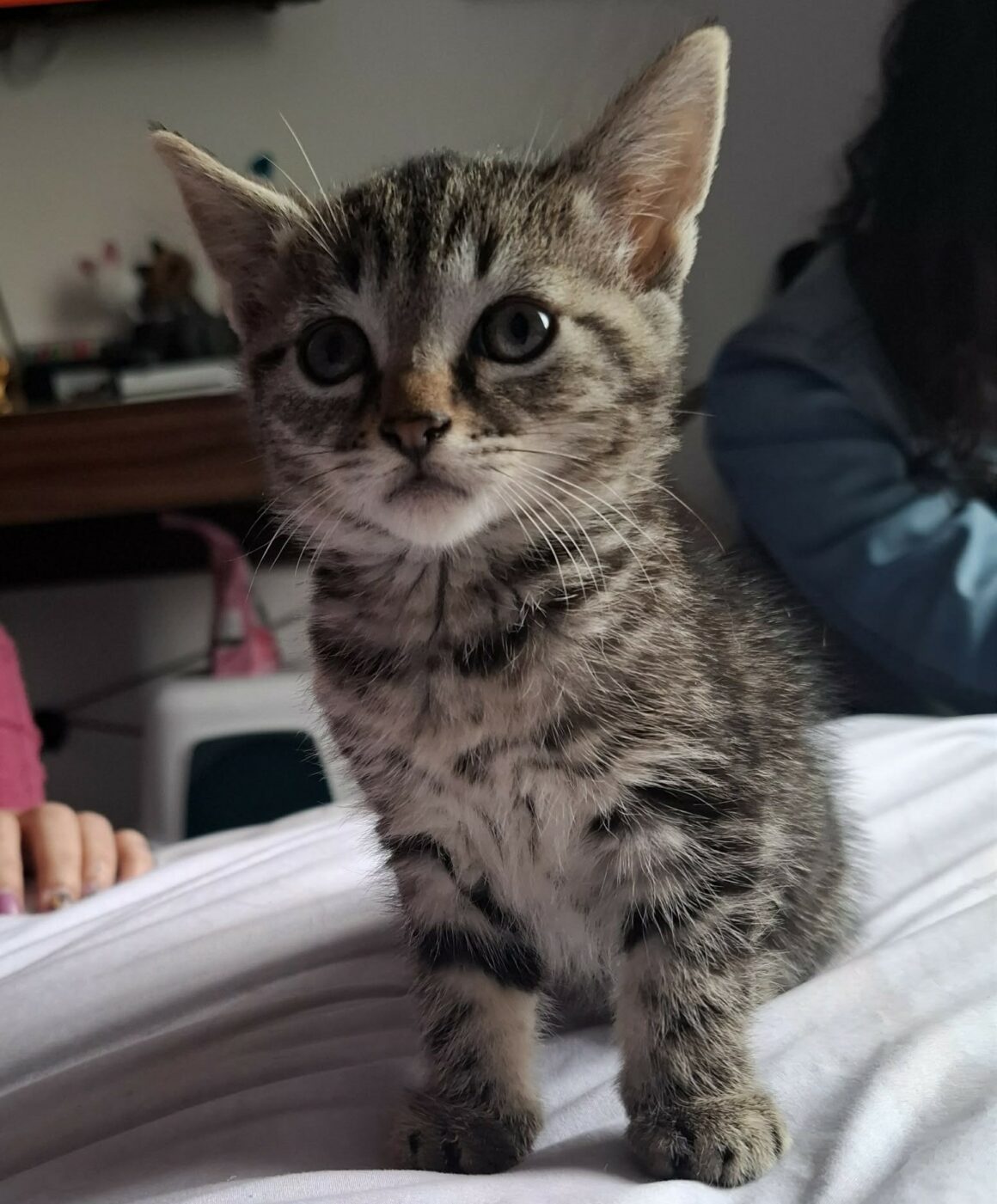 BUNNY – chaton