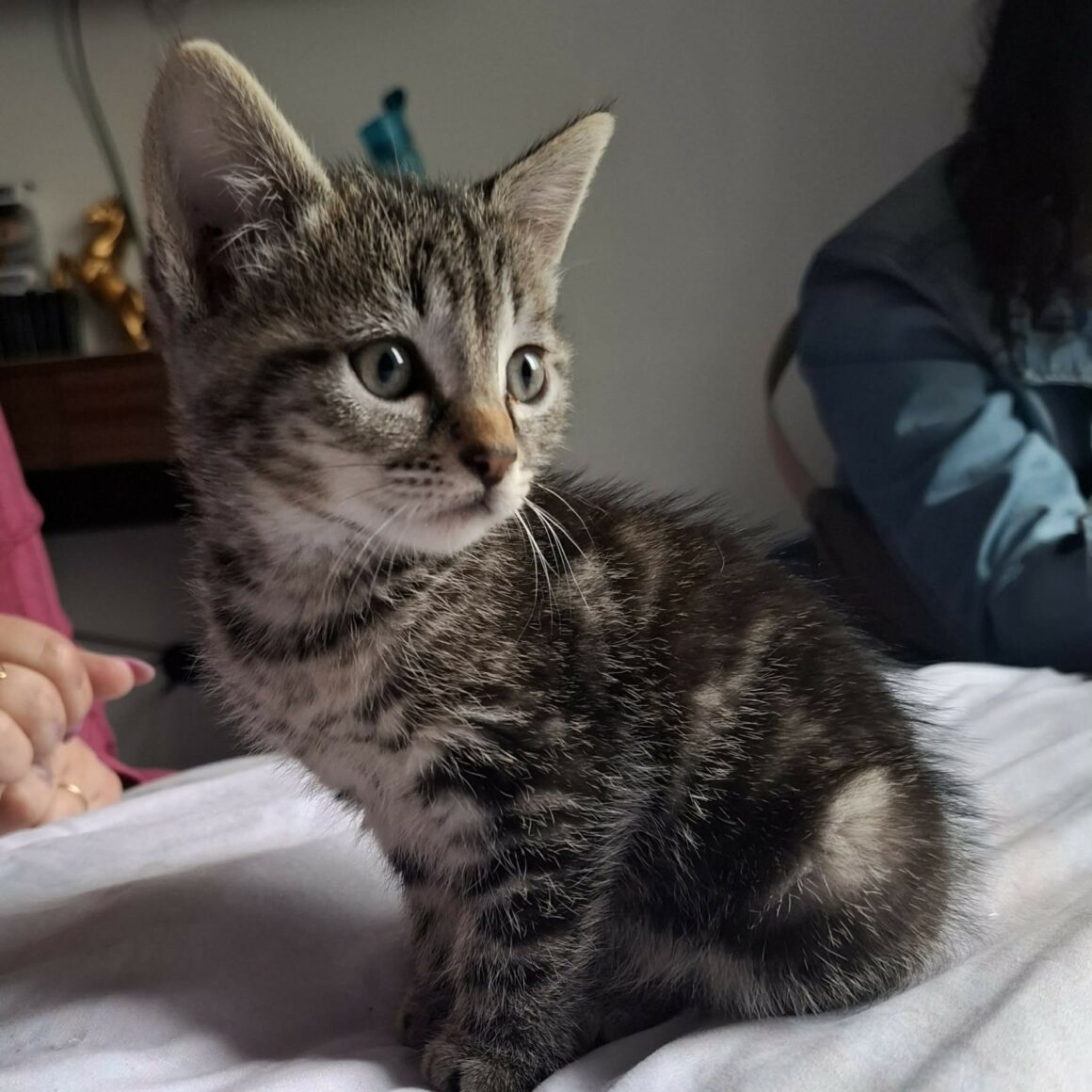 BUNNY – chaton