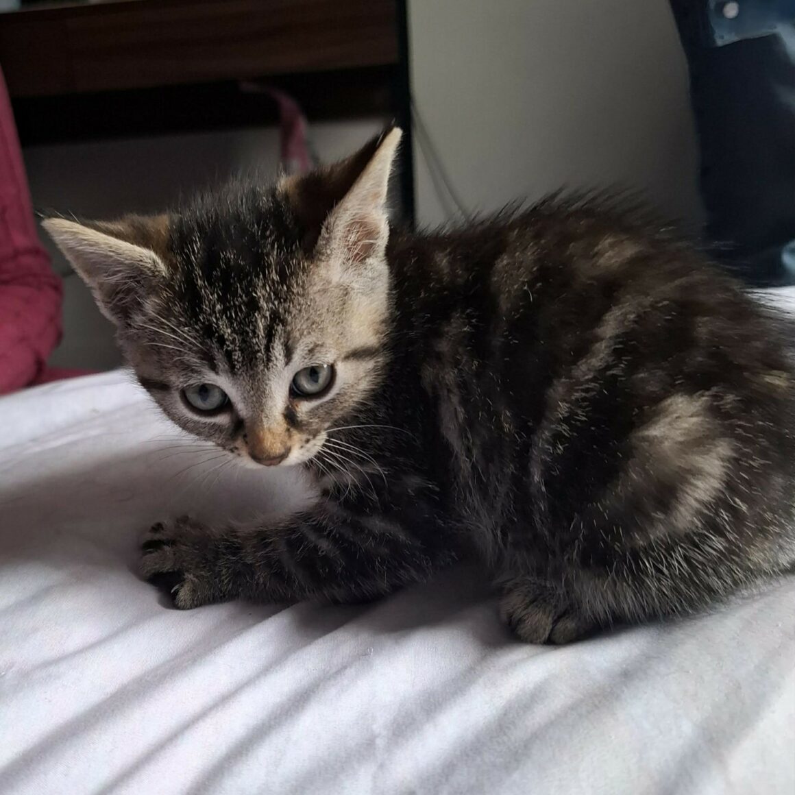BUNNY – chaton