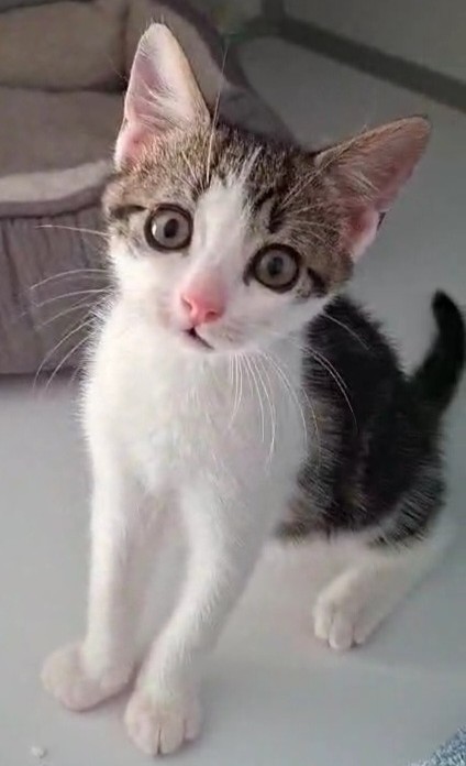 BUZZ 29 JUIN (1) BUZZ – chaton