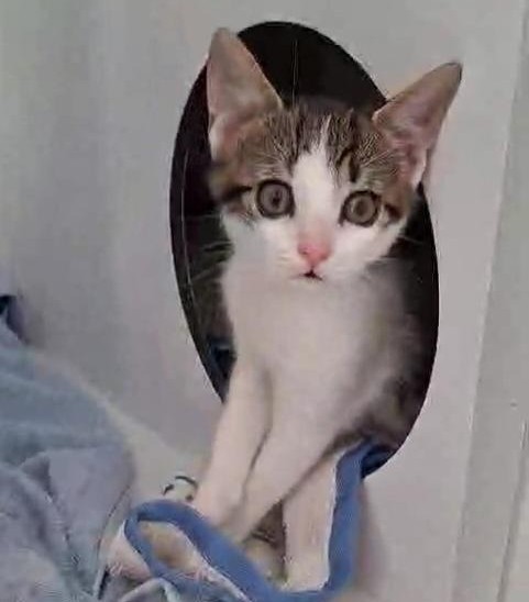 BUZZ 29 JUIN (2) BUZZ – chaton
