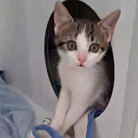 BUZZ – chaton