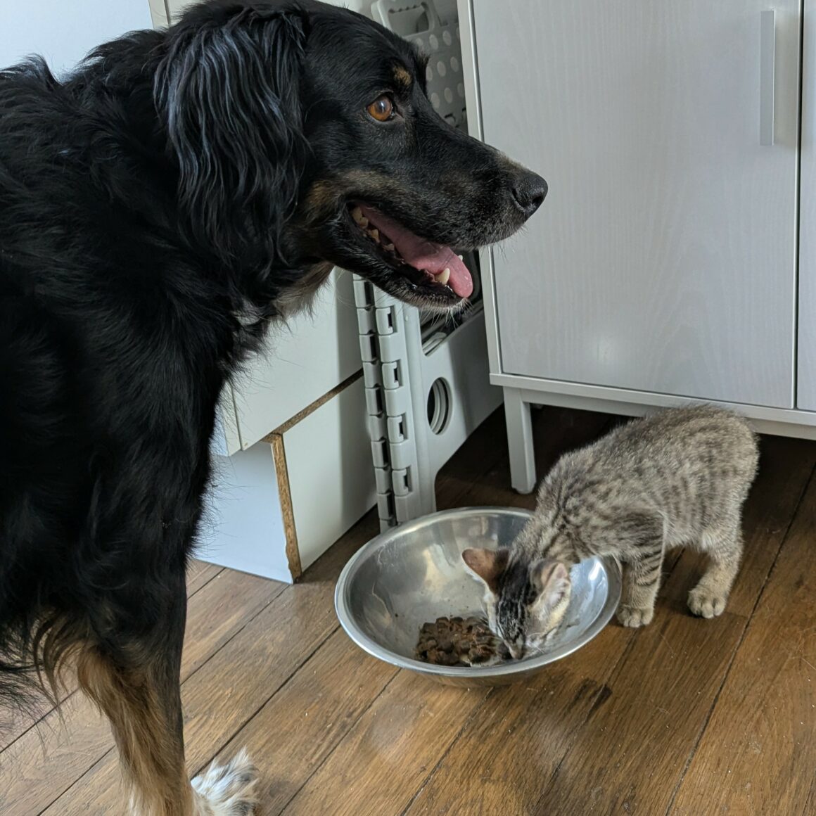 BALIGNON – chaton