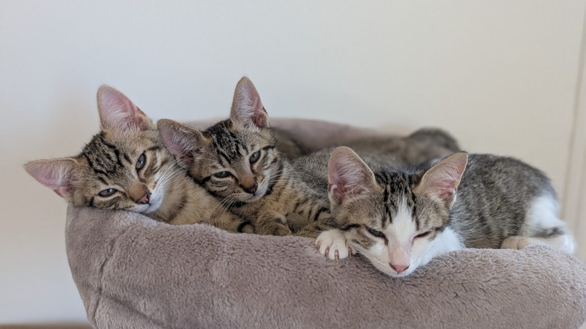 BOUSTIFLOR – chaton