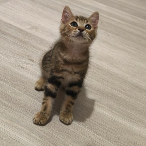 BADASSE (1) BADASSE – chaton