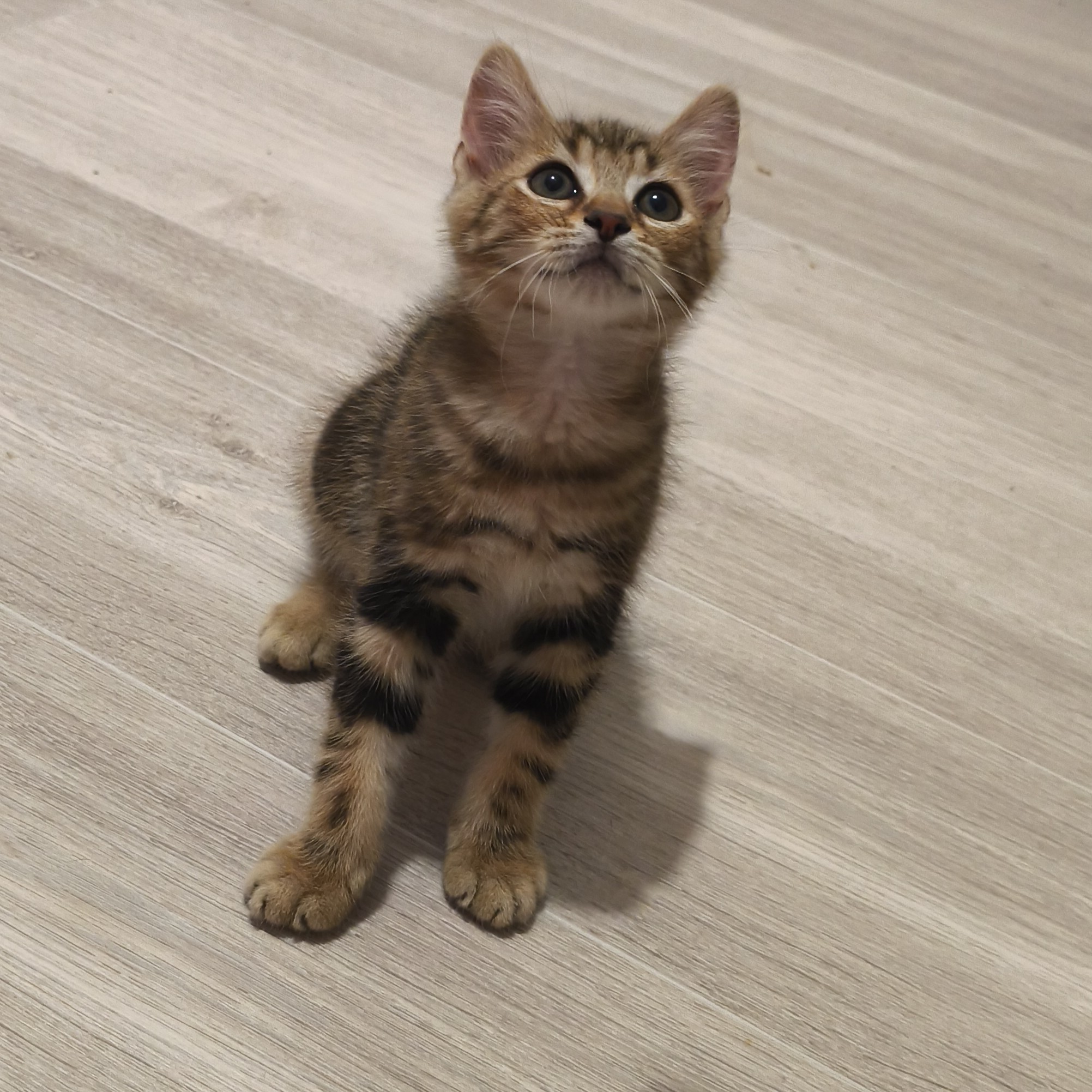 BADASSE – chaton