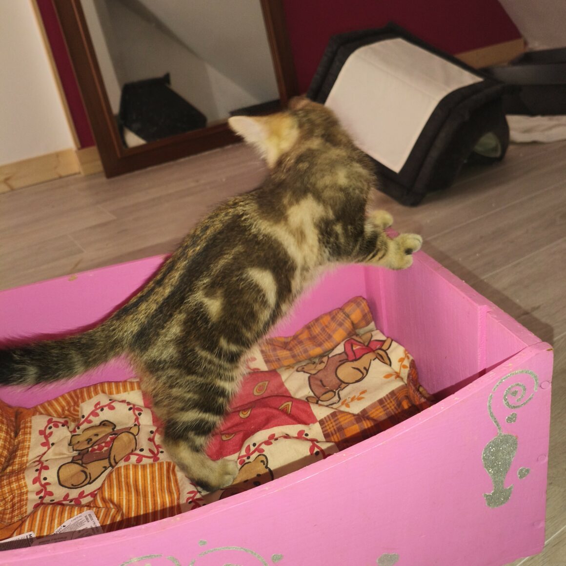 BADASSE – chaton