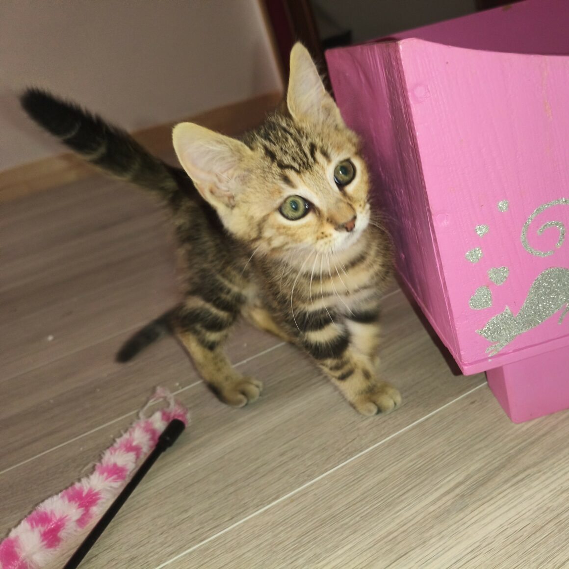 BADASSE – chaton
