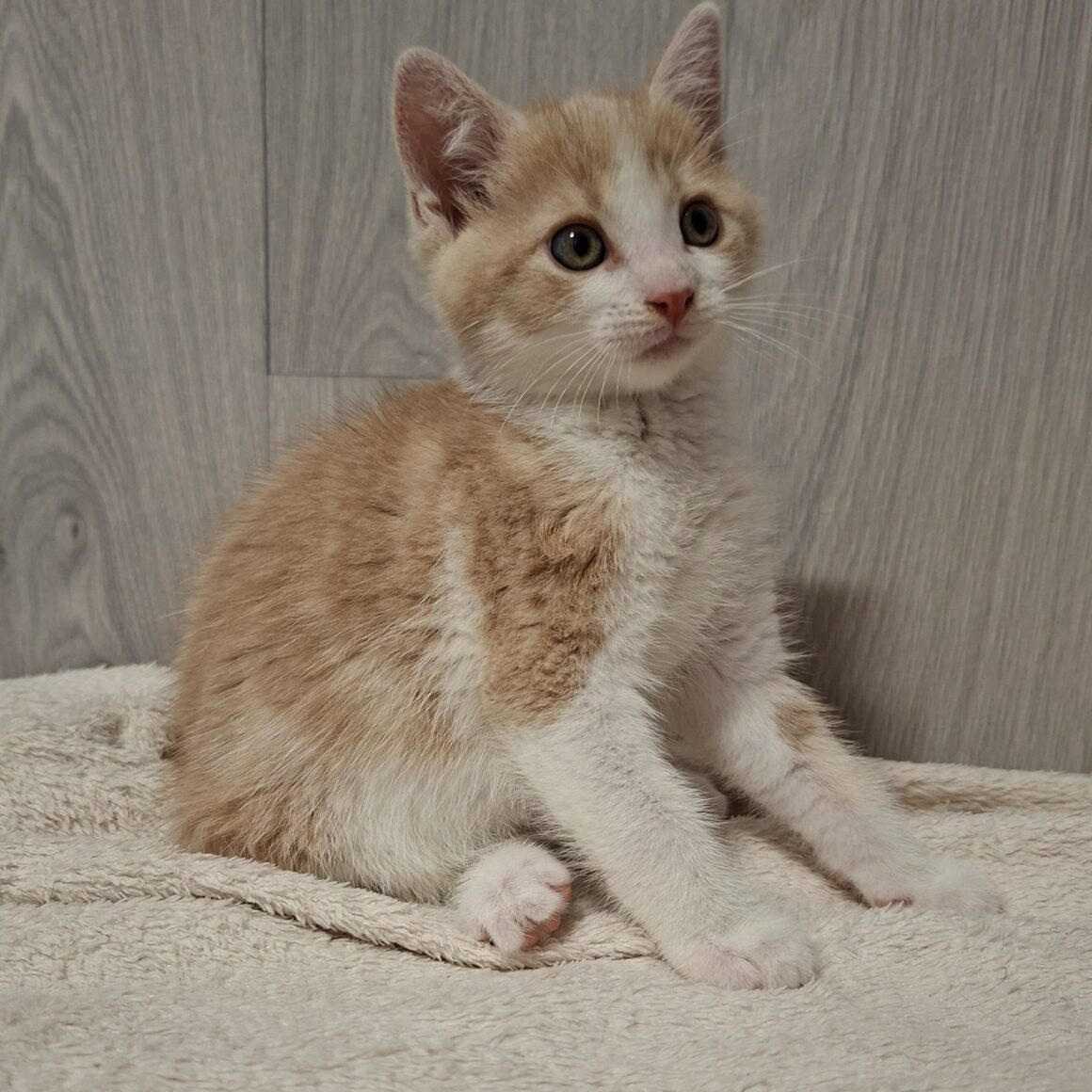 BADIGAN (1) BADIGAN – chaton adopté