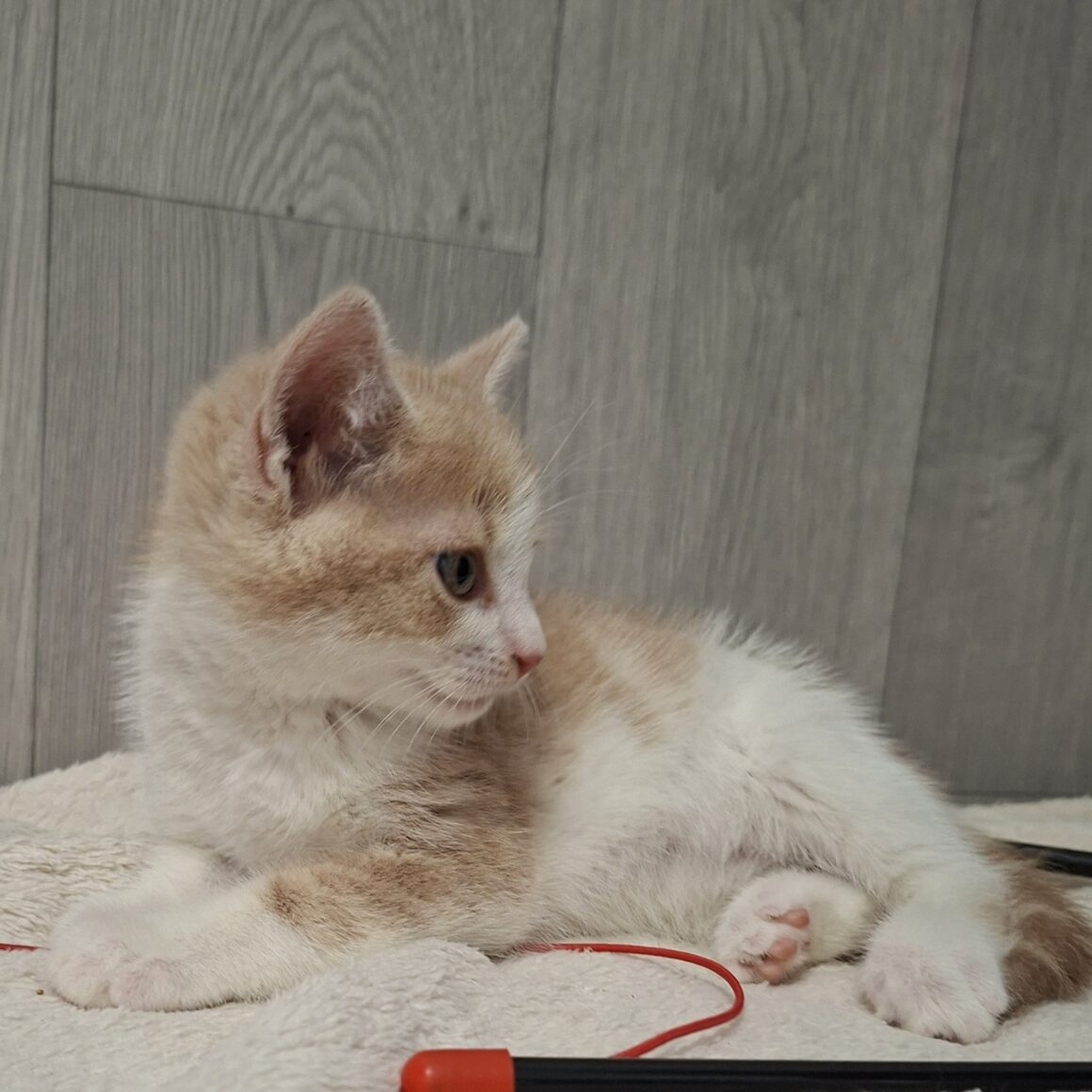 BADIGAN – chaton