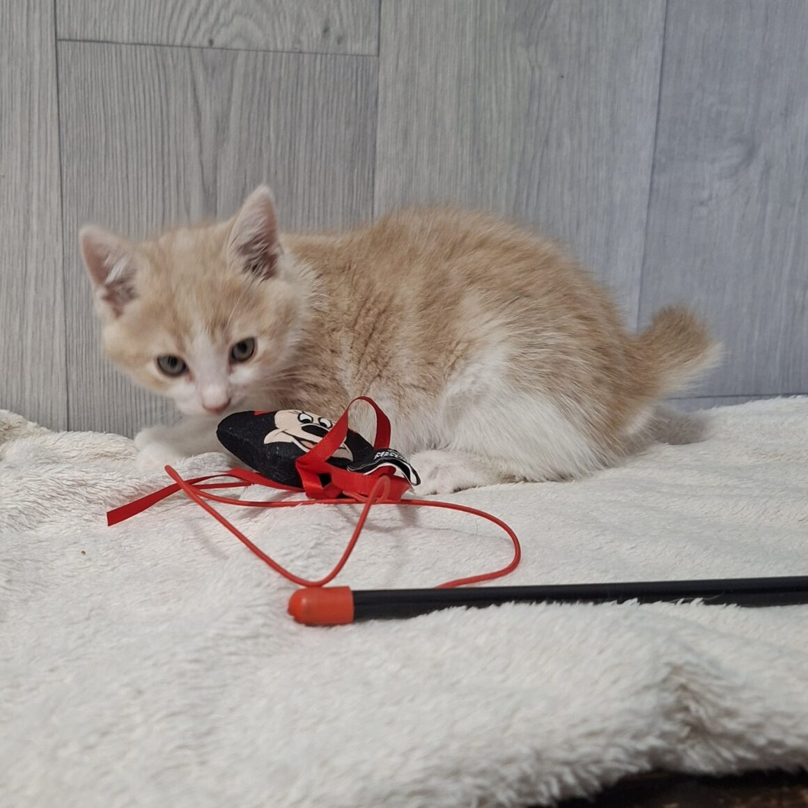 BADIGAN – chaton