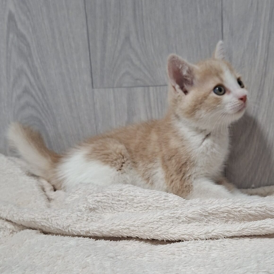 BADIGAN – chaton