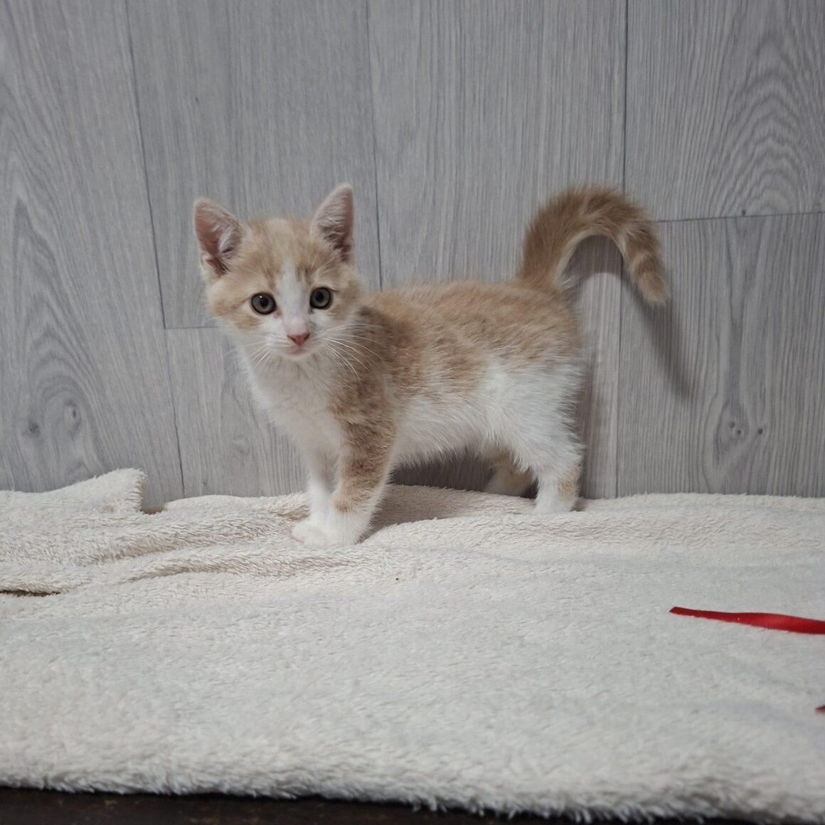 BADIGAN – chaton