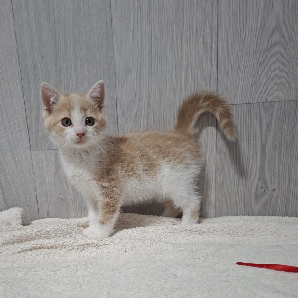 BADIGAN – chaton