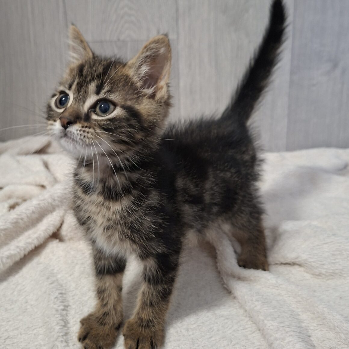 BAHIA – chaton