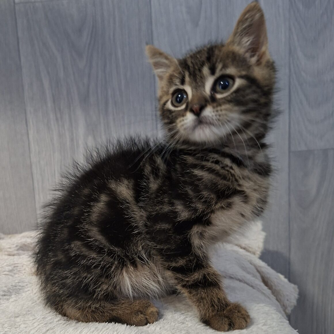 BAHIO – chaton adopté