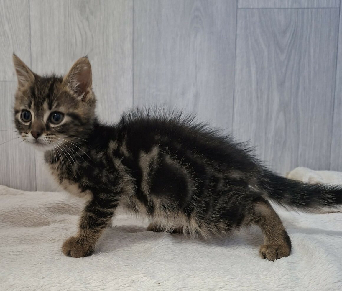 BAHIA – chaton