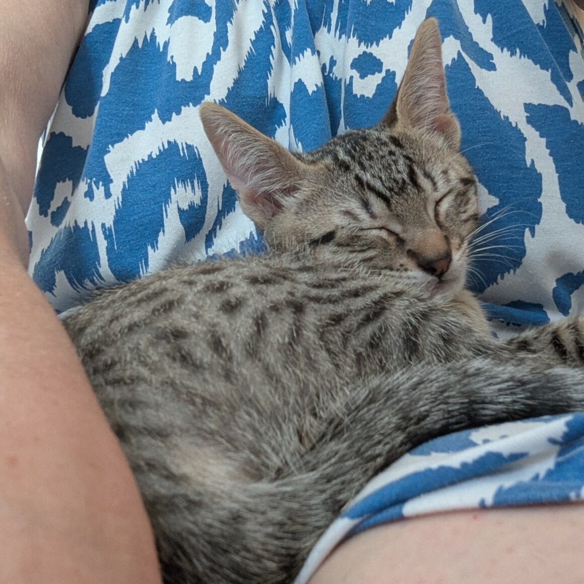 BALIGNON – chaton