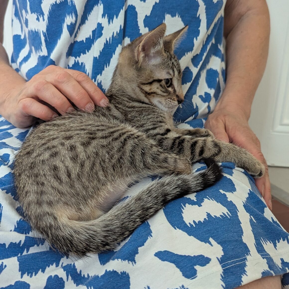 BALIGNON – chaton