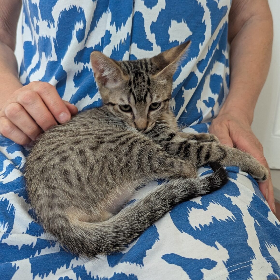 BALIGNON – chaton