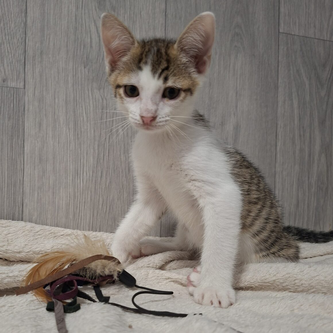 BANZAÏ – chaton