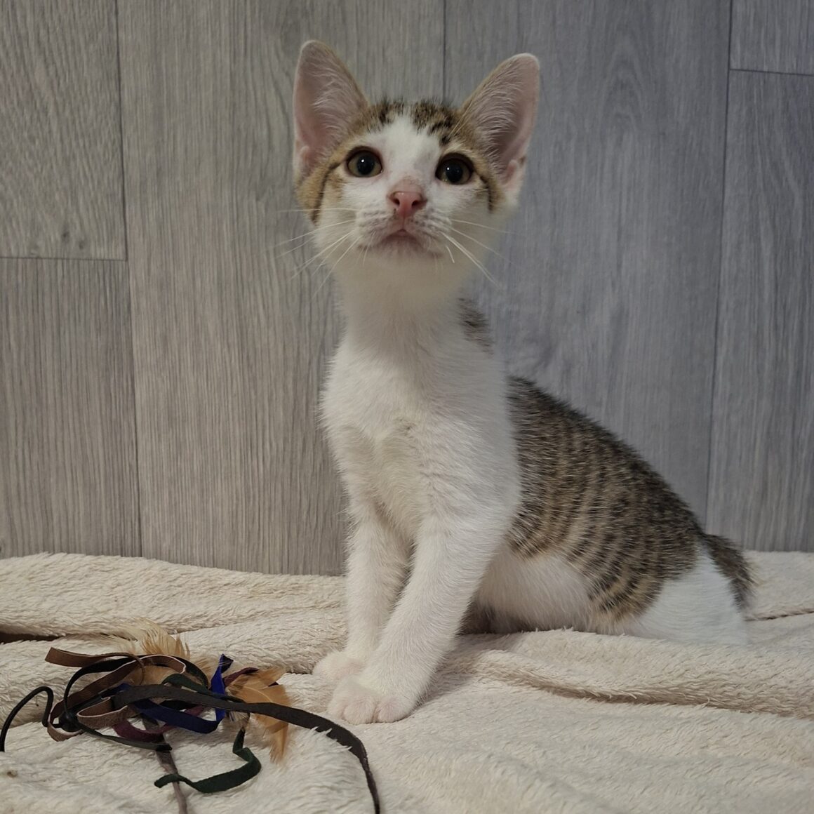 BANZAÏ – chaton