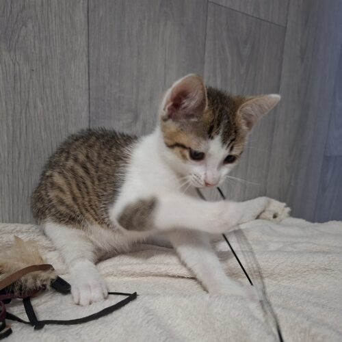 BANZAÏ – chaton