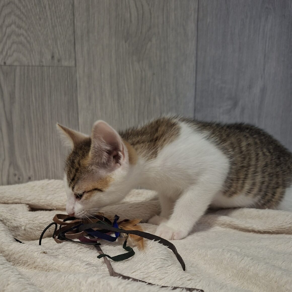 BANZAÏ – chaton