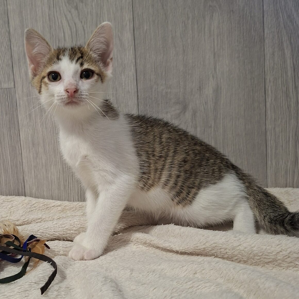 BANZAÏ – chaton