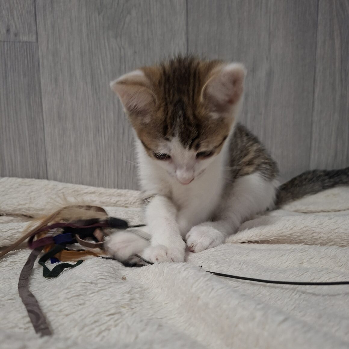 BANZAÏ – chaton