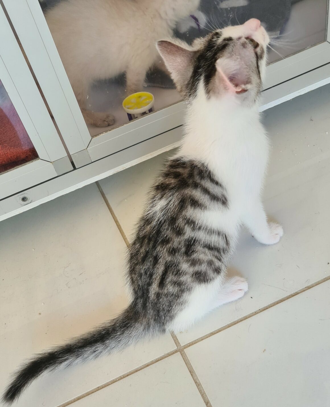 BARBICHAT – chaton