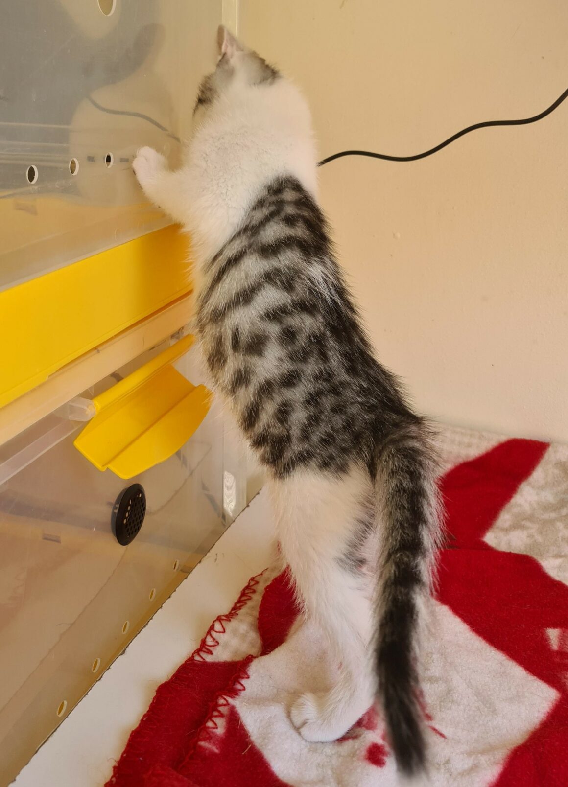 BARBICHAT – chaton