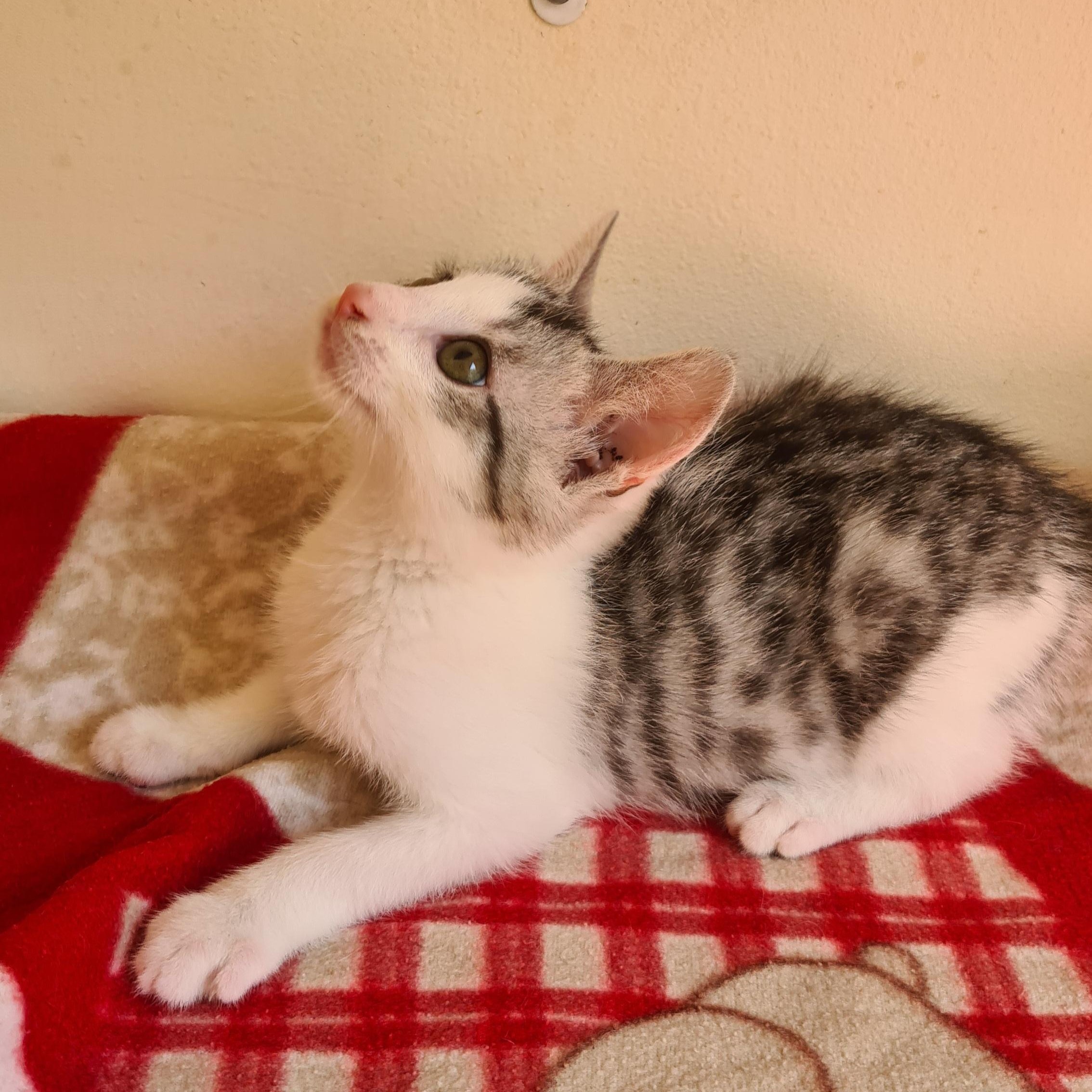 BARBICHAT – chaton
