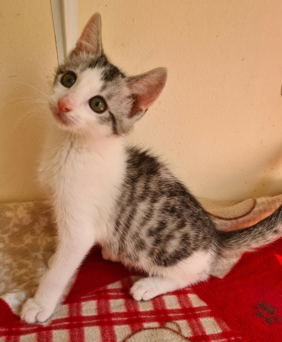 BARBICHAT – chaton