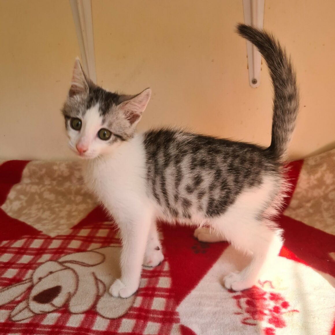 BARBICHAT – chaton