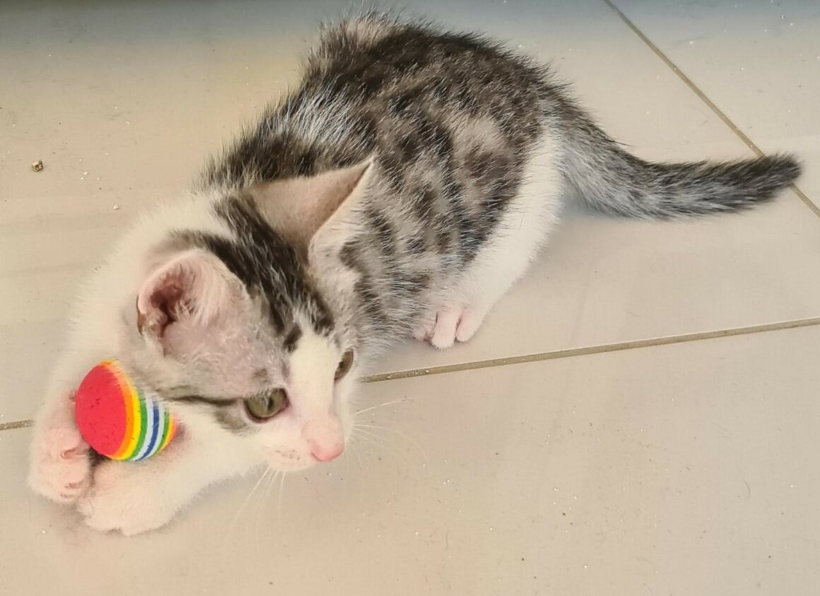 BARBICHAT – chaton