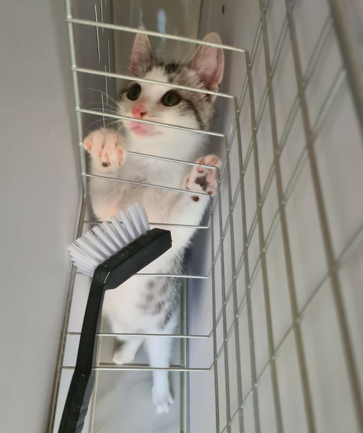 BARBICHAT – chaton