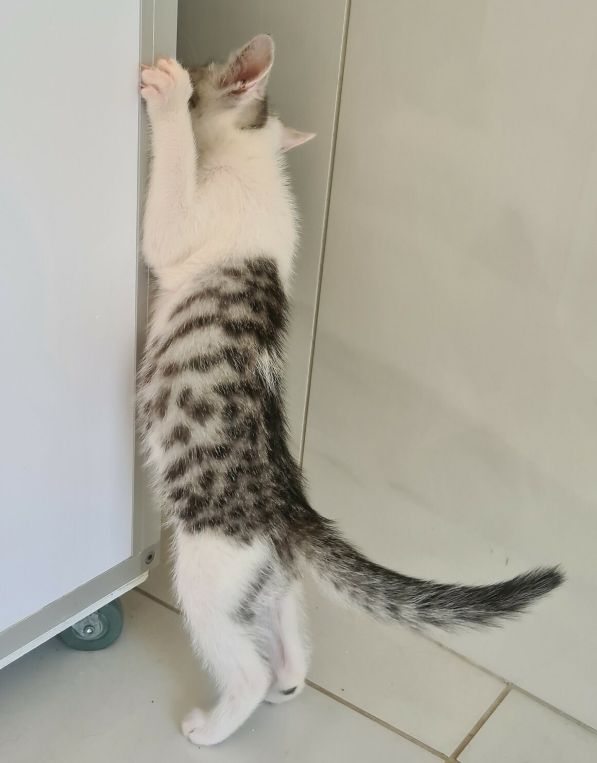 BARBICHAT – chaton