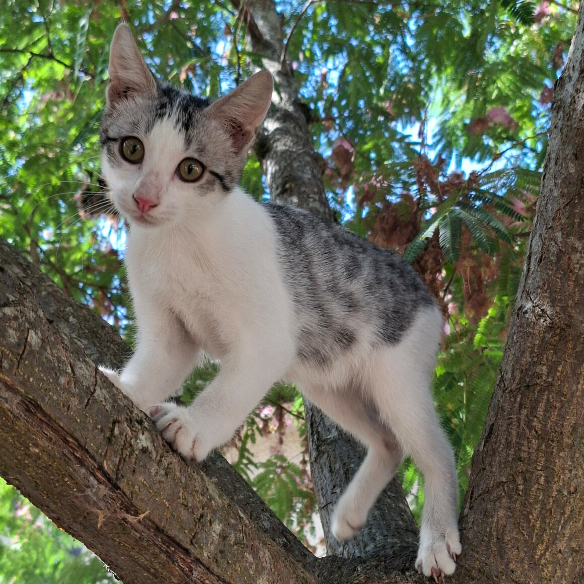 BARBICHAT – chaton déjà adopté