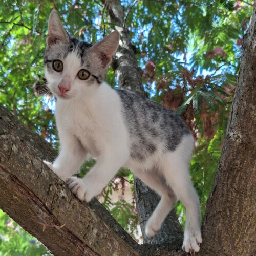 BARBICHAT – chaton