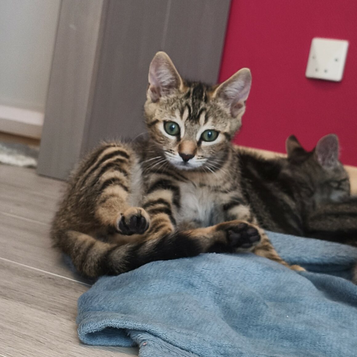BARBICHE – chaton adopté